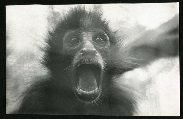 Komunikacja w negocjacjach a budowa mozgu - 3 warstwy, ktore decyduja o wyniku